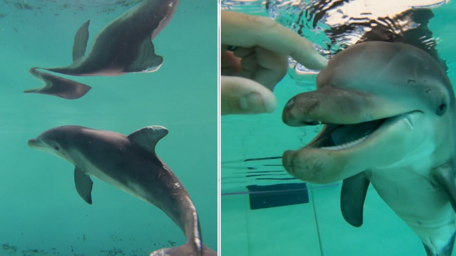 Baby dolphin at SeaWorld 