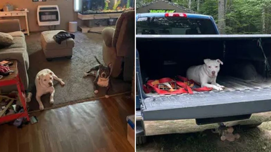 Photos: Side-by-side images of Dave the dog in the living room with the family's other dog named Darry, left, and Dave lounging in the back of a pickup truck, right.