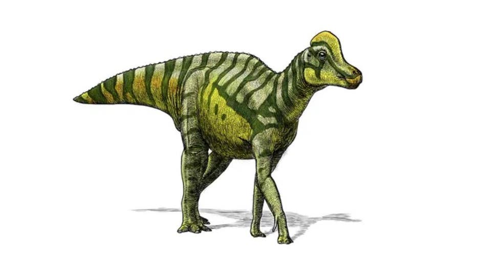 Photo: An illustration of a juvenile lambeosaurus, a type of hadrosaur.