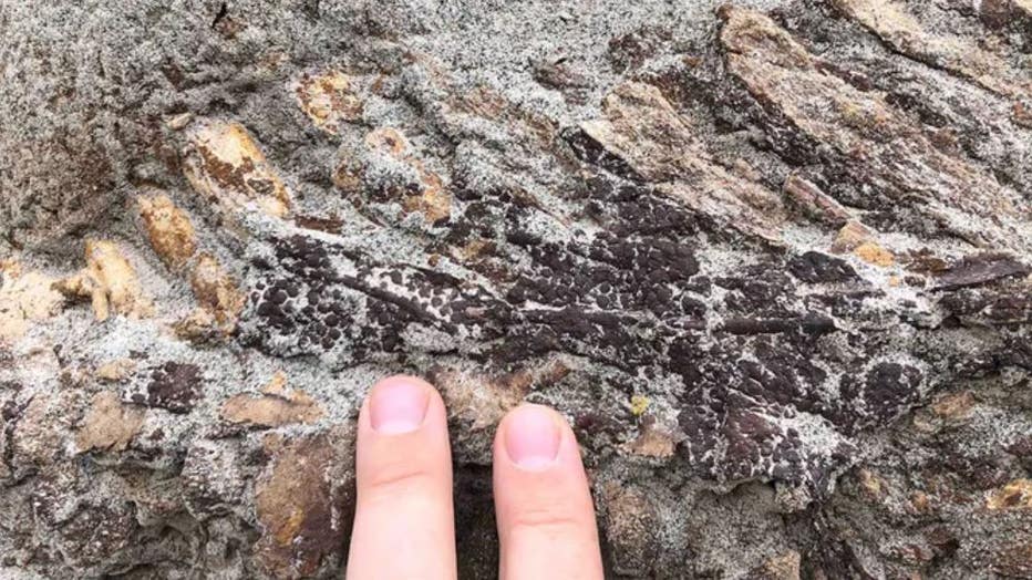 Photo: Fossilized skin is seen covering parts of the tail of the dinosaur skeleton.