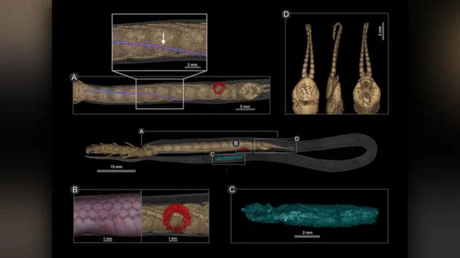 Photo: The CT scans revealed the centipede imparted a parting bite (red) to the snake before being swallowed and blocking the snake's trachea (purple).