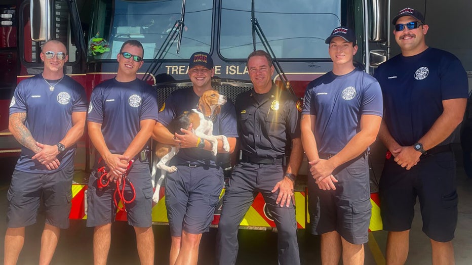 Photo: Photo: Treasure Island Fire Rescue adopted an 8-month-old beagle puppy, one of the 4,000 dogs rescued from a Virginia research and breeding facility.
