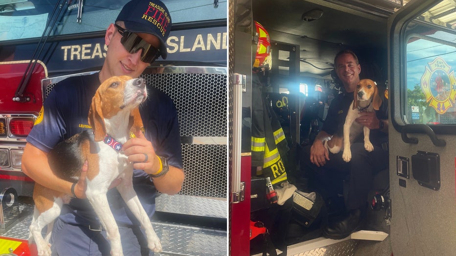 Photo: Photo: Treasure Island Fire Rescue adopted an 8-month-old beagle puppy, one of the 4,000 dogs rescued from a Virginia research and breeding facility.