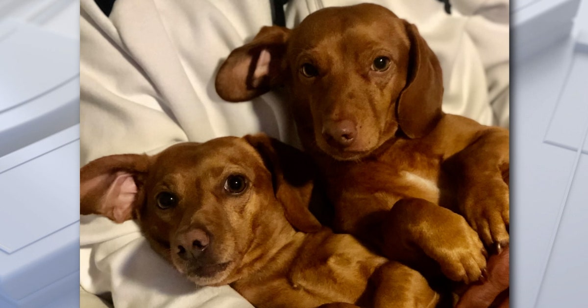 Tampa police search for suspect who shot and killed dog during armed ...