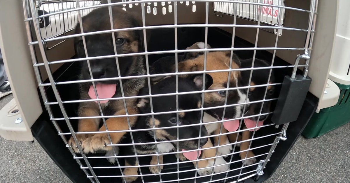 Free dogs in Plant City this weekend at mega-adoption event | FOX 13 ...
