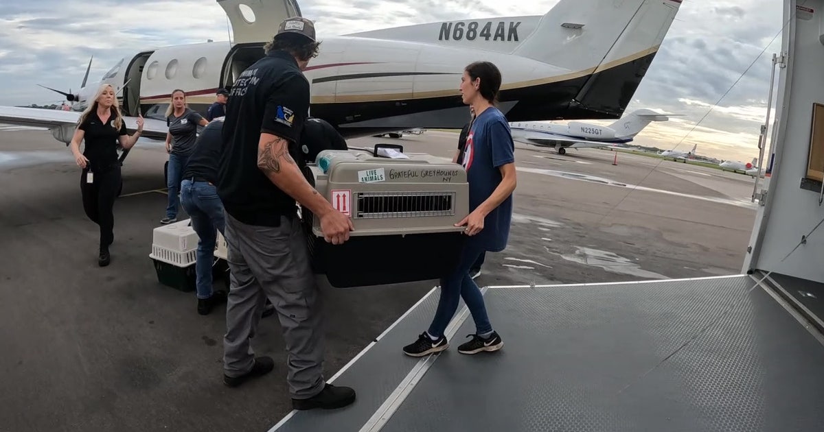 Non-profit flies Manatee County animals out of state as shelters reach ...