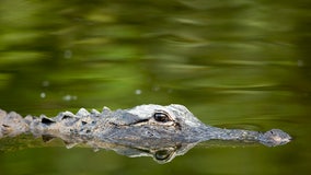 Gov. DeSantis approves investment of over $ 46.6 million to further the Florida Wildlife Corridor