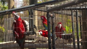 More than 200 birds rescued after riding out Hurricane Ian at Pine Island sanctuary