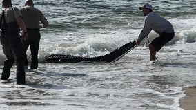 Watch: Massive alligator captured after taking a dip at South Florida beach