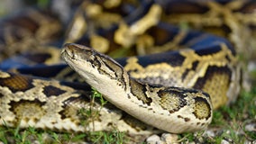 Florida teen captures 28 invasive snakes to get top prize in state's python challenge