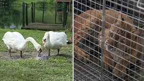 Bobcat captured in Lakeland after killing one royal swan, dozens of ducks