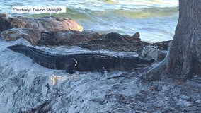 Injured alligator rescued on Anna Maria Island was euthanized