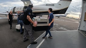 Non-profit flies Manatee County animals out of state as shelters reach max capacity