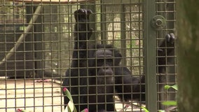Wauchula great ape sanctuary hunkered down as Hurricane Ian barreled across Florida