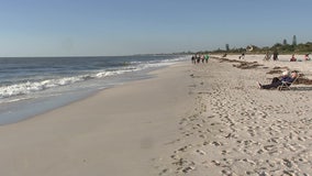 Red tide detected at multiple Sarasota County beaches following Hurricane Ian