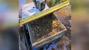 Florida beekeeping industry gets boost after Hurricane Ian damages thousands of colonies