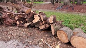 Tangled hurricane debris remains, frustrating some residents in rural Polk, Hillsborough counties