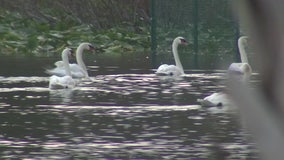 More than 20 Lakeland swans sold after big population growth on Lake Morton