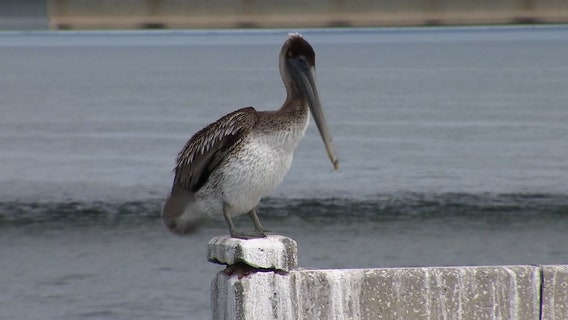 FWC considers limiting Skyway pier fishing to single-hook in effort to save lives of seabirds