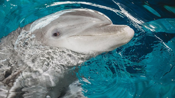 CMA mourns loss of oldest dolphin