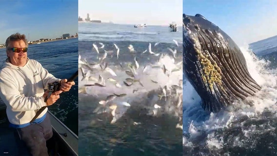 Whale steals fisherman's catch off New Jersey shore