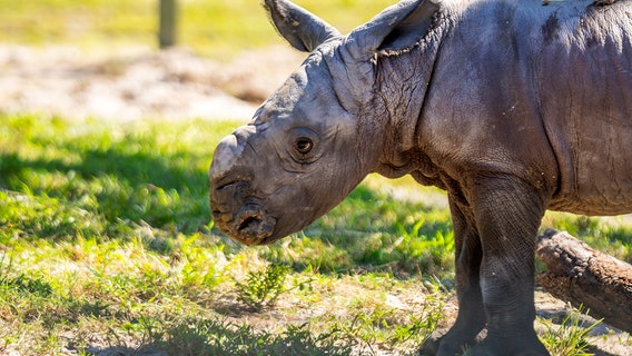Help name the new baby rhino at Busch Gardens Tampa Bay
