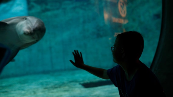 12-year-old cancer survivor inspired by 'Dolphin Tale' makes special visit to Clearwater Marine Aquarium