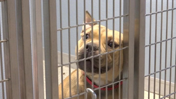 Humane Society of Tampa Bay completely full, forced to turn away those surrendering dogs