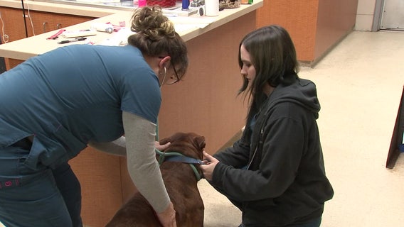 Dog operations suspended at Pasco Animal Services due to contagious virus