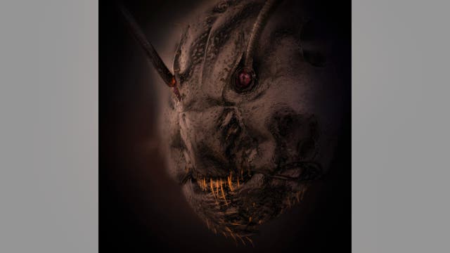 Life under the microscope: Nikon photo contest shows creepy closeups, stunning imagery