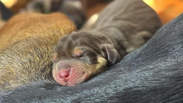 Brevard County Sheriff's Office K-9 gives birth to 10 puppies