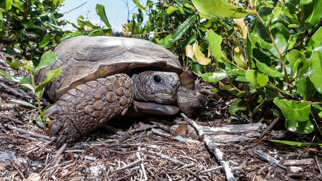 Federal wildlife officials deny increase gopher tortoise protections in Florida