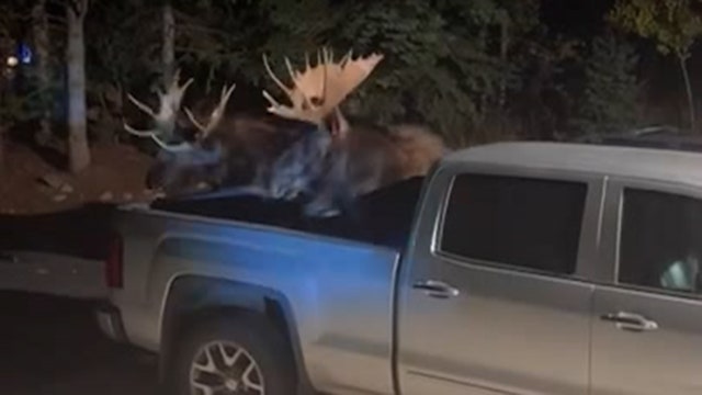 Moose fight lands massive animal in Colorado family's truck bed