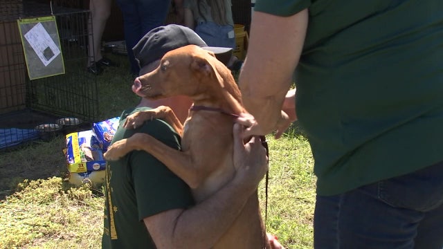 More than 100 dogs looking for homes at multi-county mega-adoption event