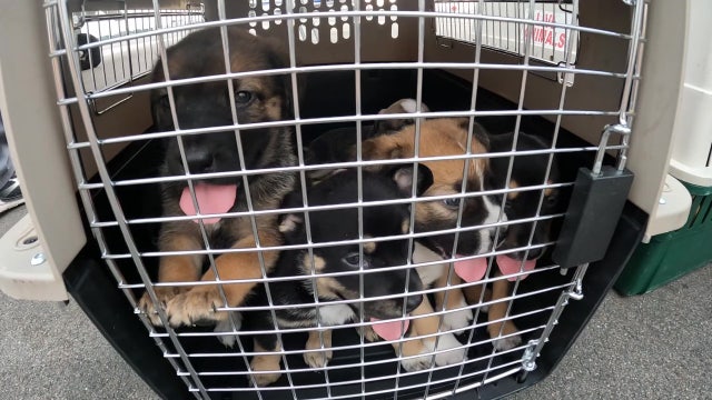 Free dogs in Plant City this weekend at mega-adoption event