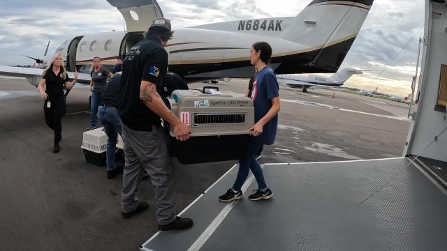 Non-profit flies Manatee County animals out of state as shelters reach max capacity