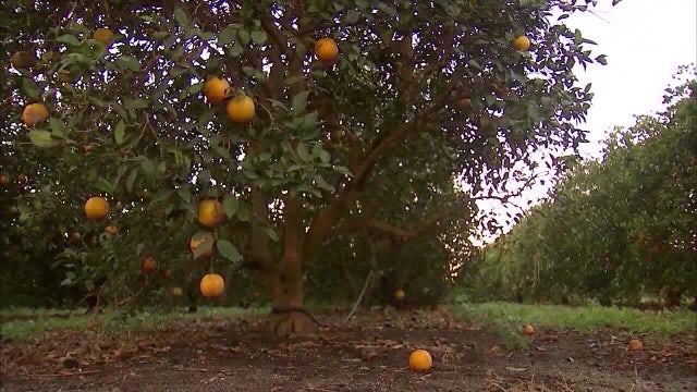 Florida citrus growers could produce smallest crop since the Great Depression