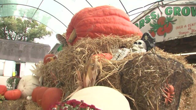 Florida's largest pumpkin finds home in Tampa right before Halloween