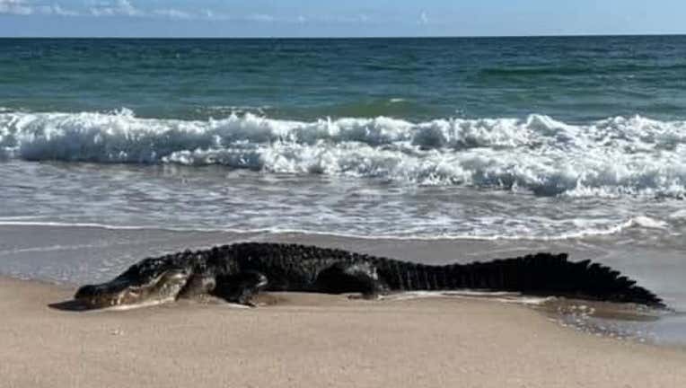 gator on beach