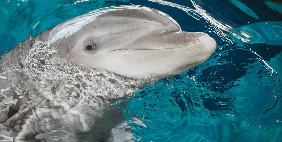 ◆ シム・シメール DOLPHIN FLIGHT ◆ 大型額入 ◆ 送料無料 ◆ PJ-the-Dolphin.jpg?ve=1&tl=1
