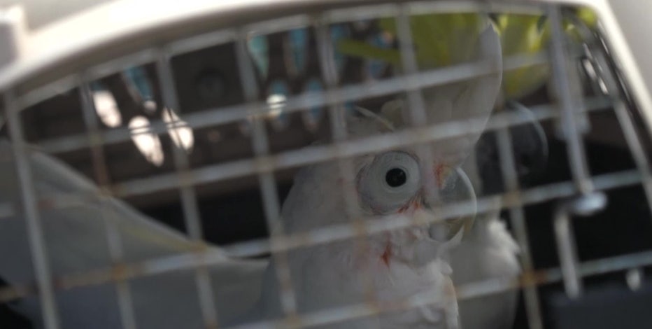 Meet the bearded dragons of a Pine Island rescue