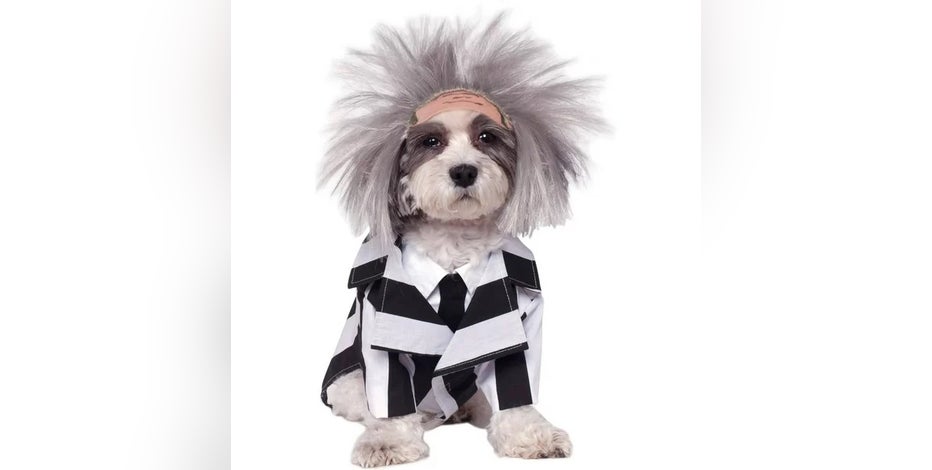 Tampa Bay Buccaneers Running Dog Costume