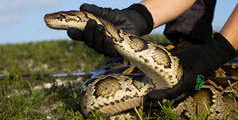 Florida Python Challenge results in removal of 230 invasive snakes from  Everglades | FOX 13 Tampa Bay