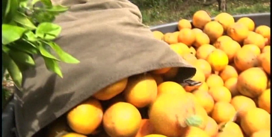 As Florida citrus fades, farmers diversify with a store, a maze and new  crops – Orlando Sentinel