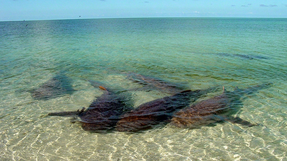 Photo: Adult female nurse sharks rest together in the shallows of the Dry Tortugas nurse shark breeding ground.