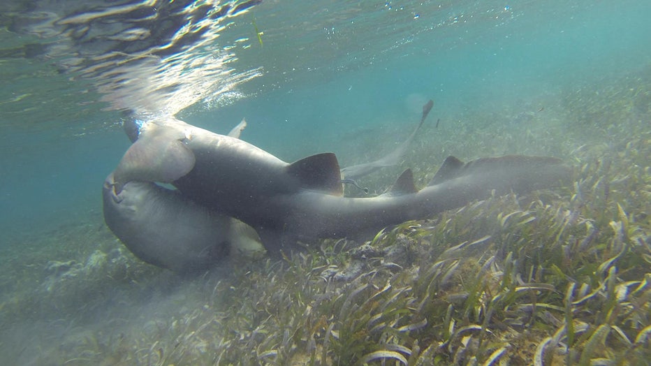 Photo: A male nurse shark (bottom left) grasps the right pectoral fin of a female nurse shark (right) in an attempt to mate with her on the Dry Tortugas shark breeding ground.