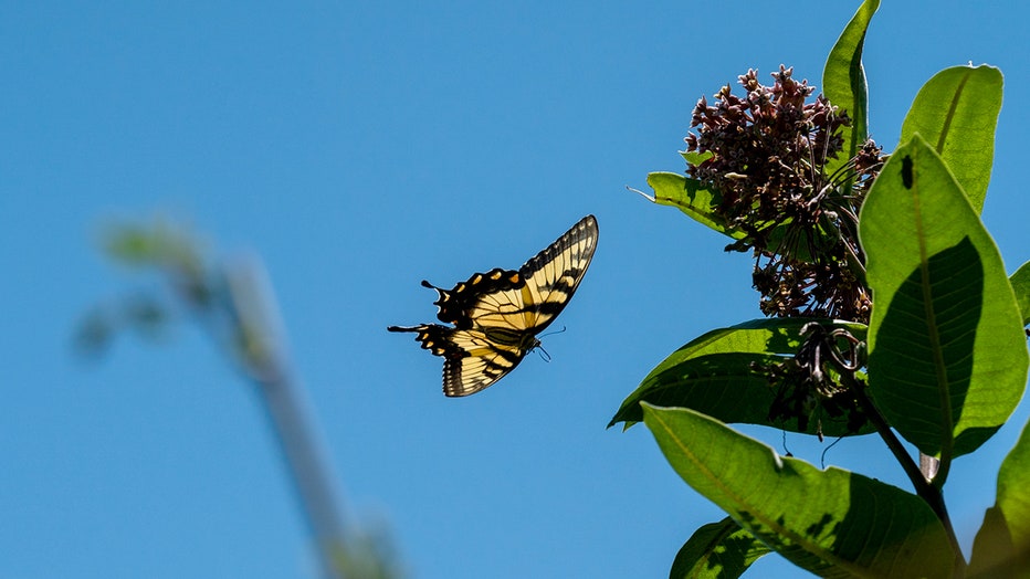 A Monarch Butterfly lifts off from a plant 
