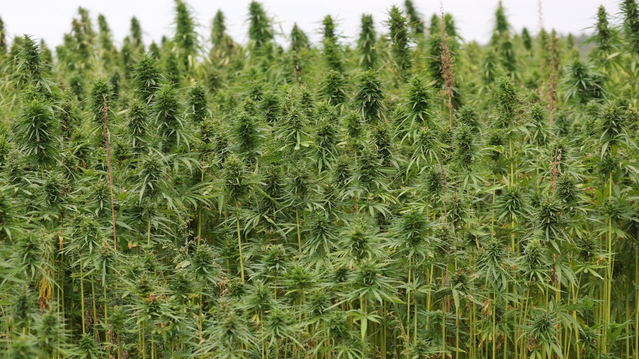 Fruiting stalks of hemp on a hemp plantation by Rafael Dulon, head of Hemp Farm GmbH.