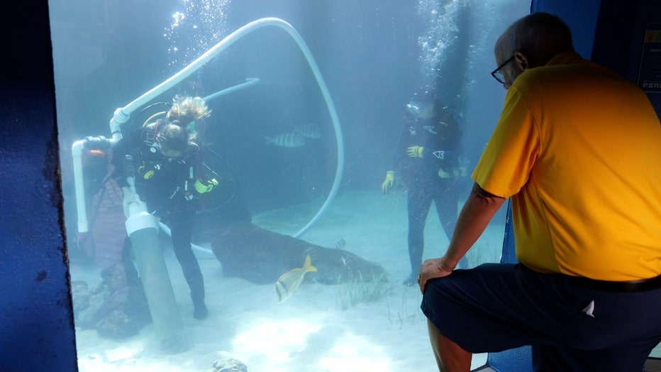 A visitor at Mote Marine peers inside the shark tank as Rachel cleans.
