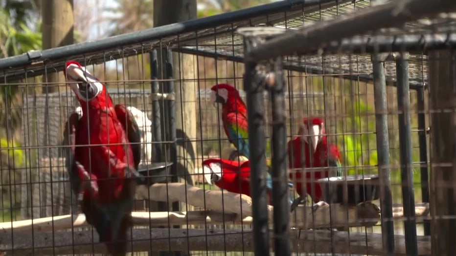 Red McCaw's in cages
